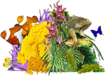 Cairns Tours - Cairns Australia holiday information & Travel Guide